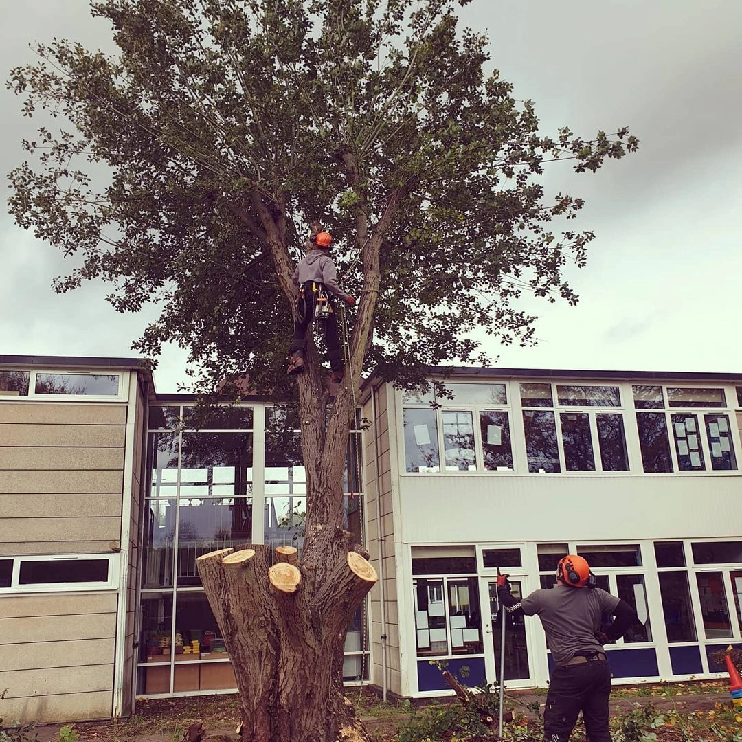 Tree Surgeons Tree Removal Bexleyheath